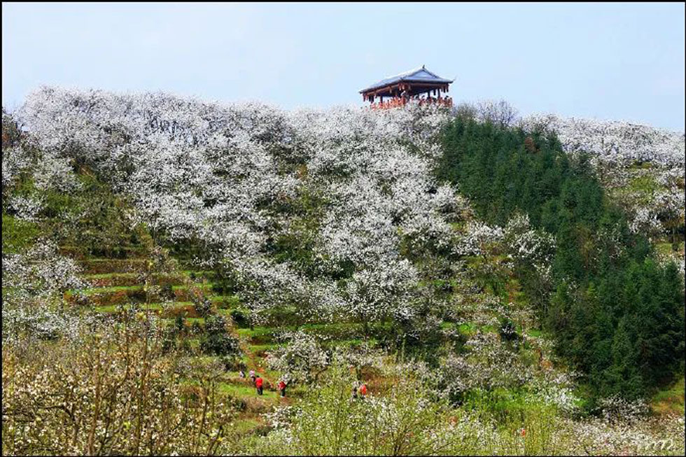 【春天,广西桂林灌阳县向您发出邀请!】我们在灌阳看梨花 - 游山玩水 - 梧州生活社区 - 梧州28生活网 wuzhou.28life.net