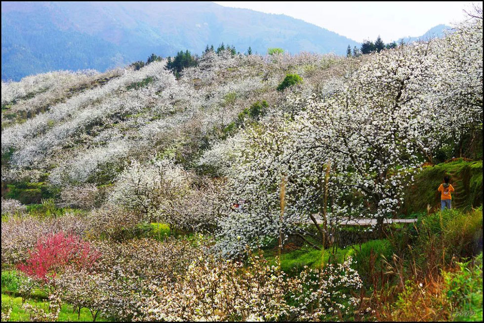 【春天,广西桂林灌阳县向您发出邀请!】我们在灌阳看梨花 - 游山玩水 - 梧州生活社区 - 梧州28生活网 wuzhou.28life.net