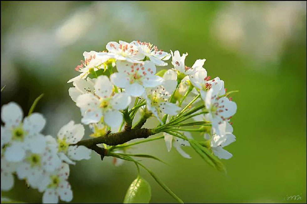 【春天,广西桂林灌阳县向您发出邀请!】我们在灌阳看梨花 - 游山玩水 - 梧州生活社区 - 梧州28生活网 wuzhou.28life.net