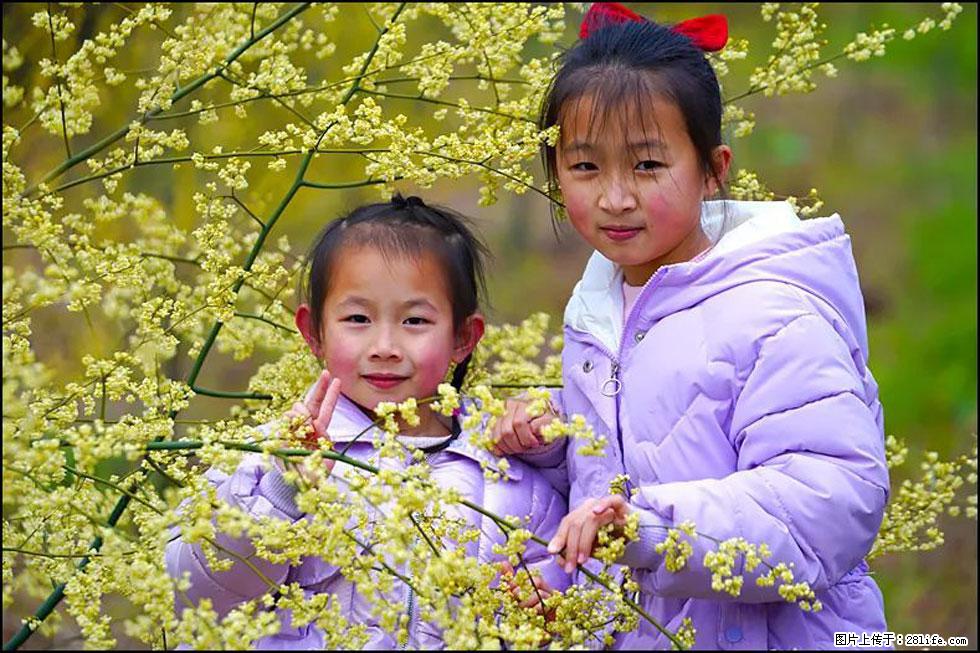 【春天，广西桂林灌阳县向您发出邀请！】米珠山前有片山苍子花在飘香 - 游山玩水 - 梧州生活社区 - 梧州28生活网 wuzhou.28life.net