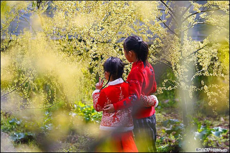 【春天，广西桂林灌阳县向您发出邀请！】米珠山前有片山苍子花在飘香 - 游山玩水 - 梧州生活社区 - 梧州28生活网 wuzhou.28life.net