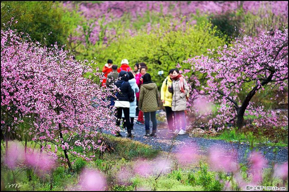 【春天，广西桂林灌阳县向您发出邀请！】官庄村有个醉美的桃花园 - 游山玩水 - 梧州生活社区 - 梧州28生活网 wuzhou.28life.net