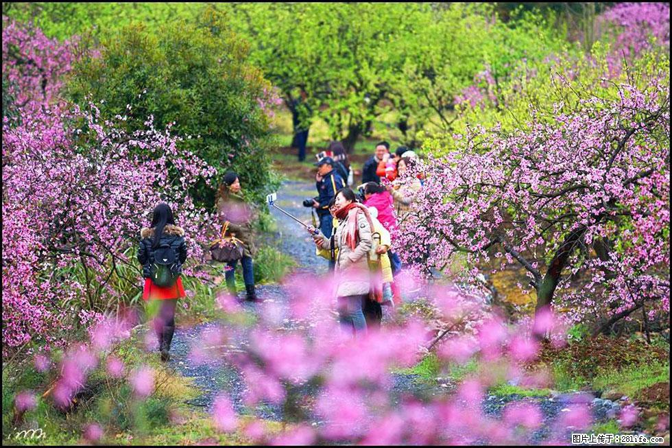 【春天，广西桂林灌阳县向您发出邀请！】官庄村有个醉美的桃花园 - 游山玩水 - 梧州生活社区 - 梧州28生活网 wuzhou.28life.net