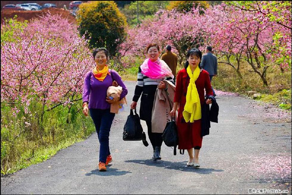 【春天，广西桂林灌阳县向您发出邀请！】官庄村有个醉美的桃花园 - 游山玩水 - 梧州生活社区 - 梧州28生活网 wuzhou.28life.net