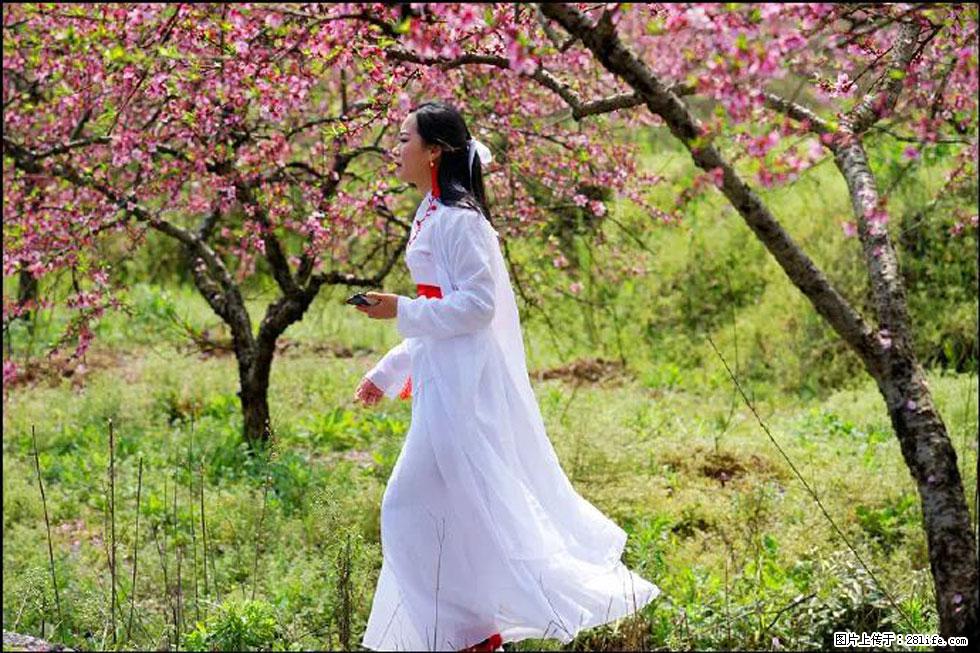 【春天，广西桂林灌阳县向您发出邀请！】官庄村有个醉美的桃花园 - 游山玩水 - 梧州生活社区 - 梧州28生活网 wuzhou.28life.net