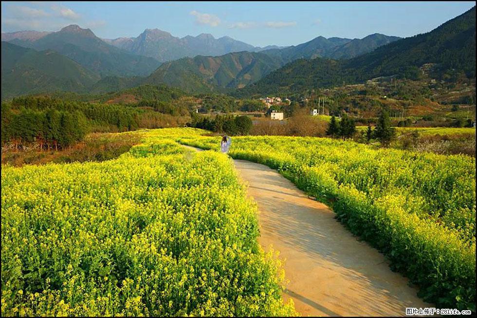 【春天,广西桂林灌阳县向您发出邀请!】长坪村油菜盛情花开 - 游山玩水 - 梧州生活社区 - 梧州28生活网 wuzhou.28life.net
