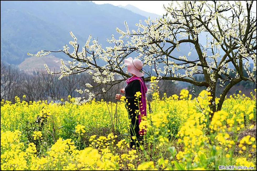 【春天,广西桂林灌阳县向您发出邀请!】长坪村油菜盛情花开 - 游山玩水 - 梧州生活社区 - 梧州28生活网 wuzhou.28life.net