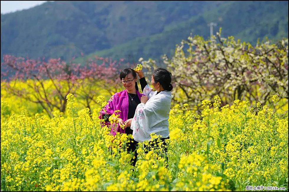 【春天,广西桂林灌阳县向您发出邀请!】长坪村油菜盛情花开 - 游山玩水 - 梧州生活社区 - 梧州28生活网 wuzhou.28life.net
