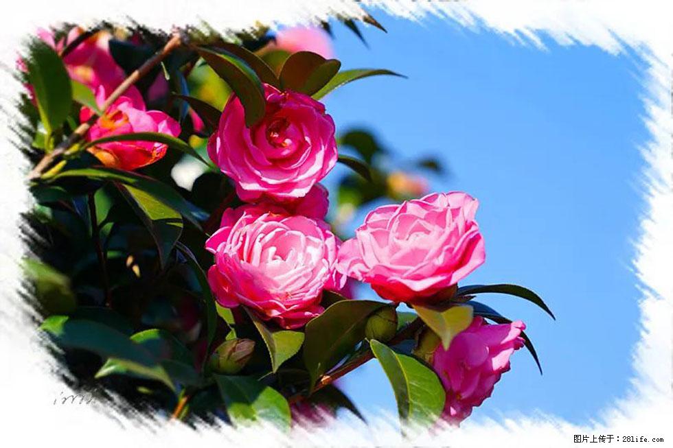 【春天，广西桂林灌阳县向您发出邀请！】杨柳井茶花惹人爱 - 游山玩水 - 梧州生活社区 - 梧州28生活网 wuzhou.28life.net
