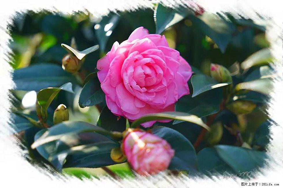 【春天，广西桂林灌阳县向您发出邀请！】杨柳井茶花惹人爱 - 游山玩水 - 梧州生活社区 - 梧州28生活网 wuzhou.28life.net