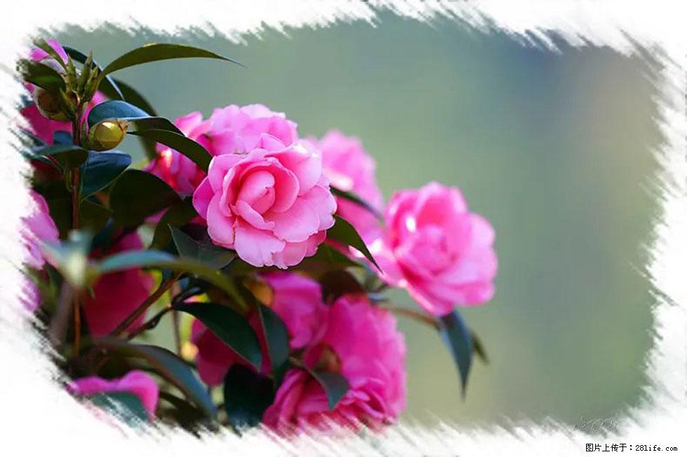 【春天，广西桂林灌阳县向您发出邀请！】杨柳井茶花惹人爱 - 游山玩水 - 梧州生活社区 - 梧州28生活网 wuzhou.28life.net