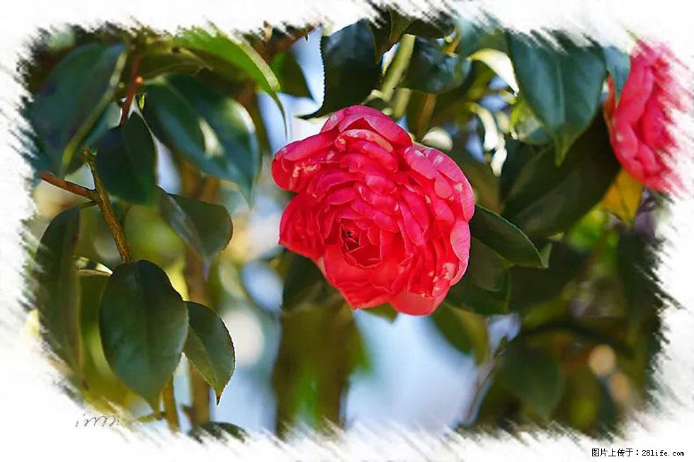【春天，广西桂林灌阳县向您发出邀请！】杨柳井茶花惹人爱 - 游山玩水 - 梧州生活社区 - 梧州28生活网 wuzhou.28life.net