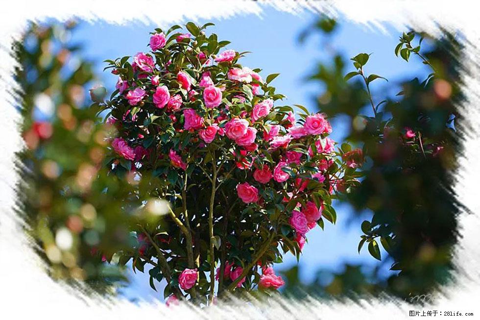 【春天，广西桂林灌阳县向您发出邀请！】杨柳井茶花惹人爱 - 游山玩水 - 梧州生活社区 - 梧州28生活网 wuzhou.28life.net