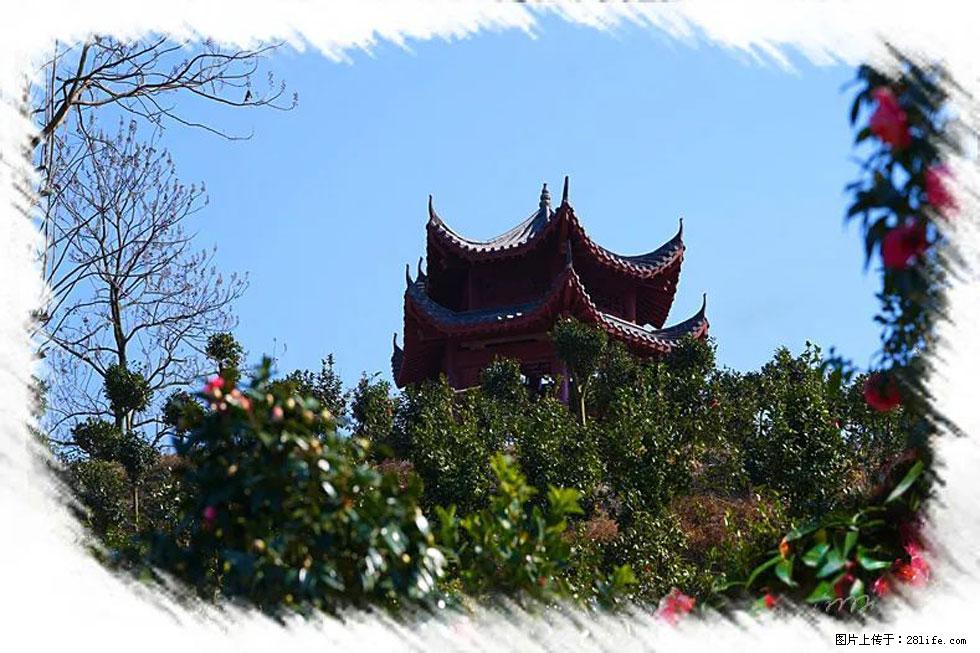 【春天，广西桂林灌阳县向您发出邀请！】杨柳井茶花惹人爱 - 游山玩水 - 梧州生活社区 - 梧州28生活网 wuzhou.28life.net