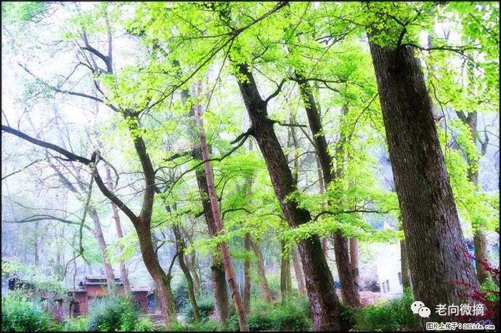 【春天，广西桂林灌阳县向您发出邀请！】在小龙村与春天约会 - 游山玩水 - 梧州生活社区 - 梧州28生活网 wuzhou.28life.net