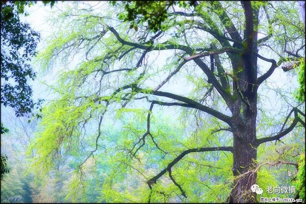 【春天，广西桂林灌阳县向您发出邀请！】在小龙村与春天约会 - 游山玩水 - 梧州生活社区 - 梧州28生活网 wuzhou.28life.net