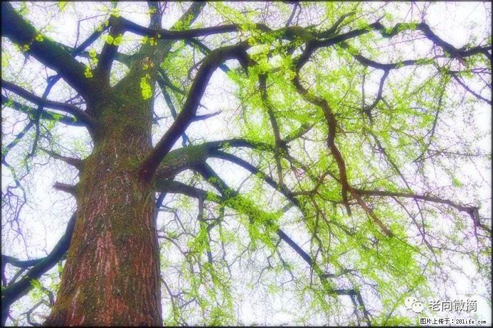 【春天，广西桂林灌阳县向您发出邀请！】在小龙村与春天约会 - 游山玩水 - 梧州生活社区 - 梧州28生活网 wuzhou.28life.net