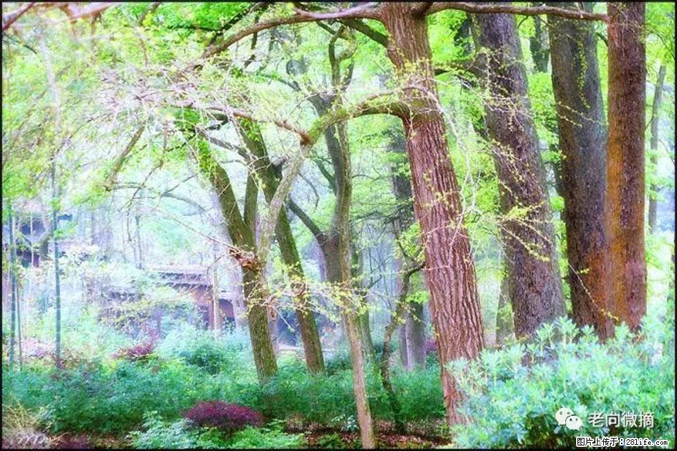 【春天，广西桂林灌阳县向您发出邀请！】在小龙村与春天约会 - 游山玩水 - 梧州生活社区 - 梧州28生活网 wuzhou.28life.net