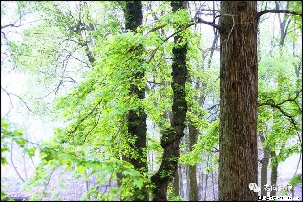 【春天，广西桂林灌阳县向您发出邀请！】在小龙村与春天约会 - 游山玩水 - 梧州生活社区 - 梧州28生活网 wuzhou.28life.net