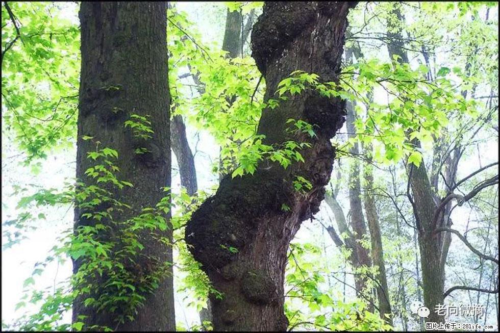 【春天，广西桂林灌阳县向您发出邀请！】在小龙村与春天约会 - 游山玩水 - 梧州生活社区 - 梧州28生活网 wuzhou.28life.net
