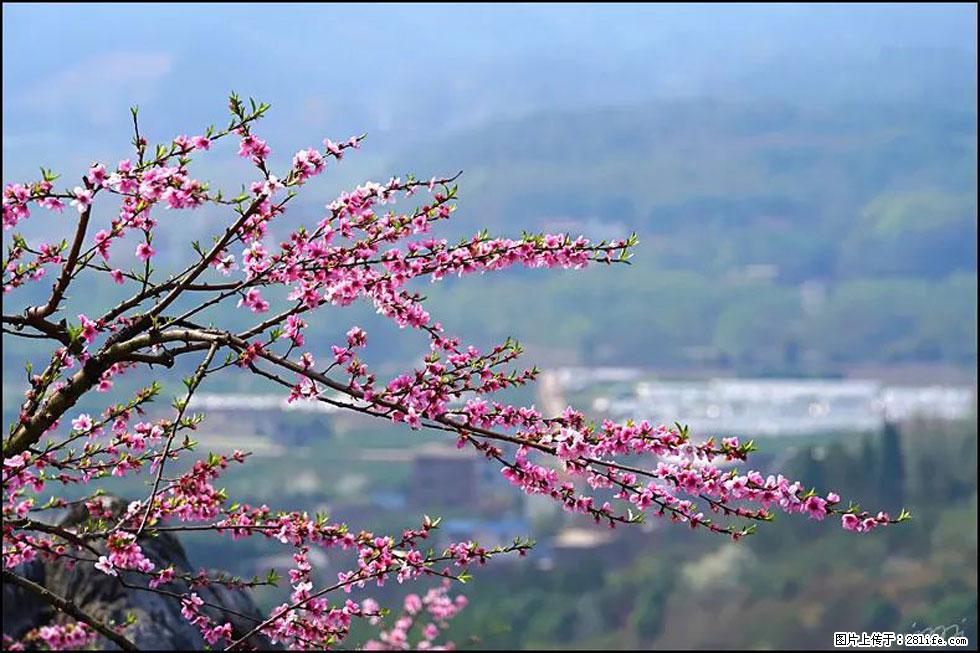 【春天，广西桂林灌阳县向您发出邀请！】望月岭上桃花开 - 游山玩水 - 梧州生活社区 - 梧州28生活网 wuzhou.28life.net