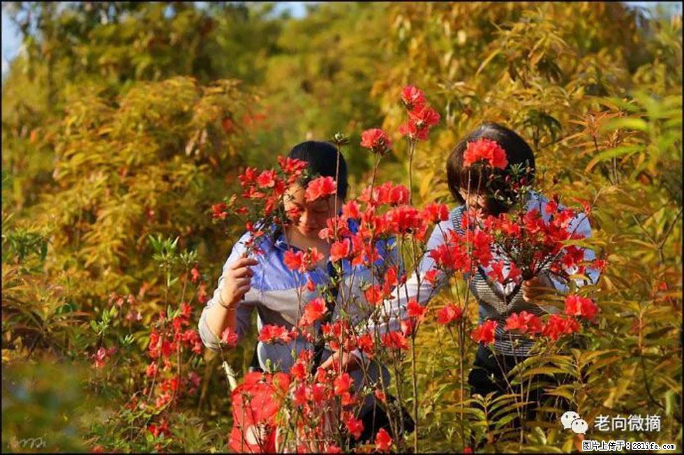 【春天,广西桂林灌阳县向您发出邀请!】登麒麟山,相约映山红 - 游山玩水 - 梧州生活社区 - 梧州28生活网 wuzhou.28life.net