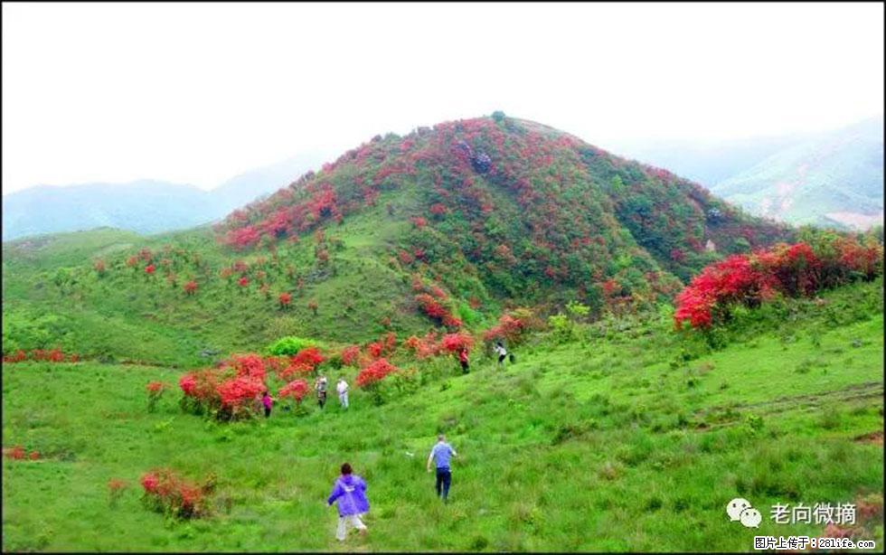 【春天，广西桂林灌阳县向您发出邀请！】宝盖山上映山红 - 游山玩水 - 梧州生活社区 - 梧州28生活网 wuzhou.28life.net