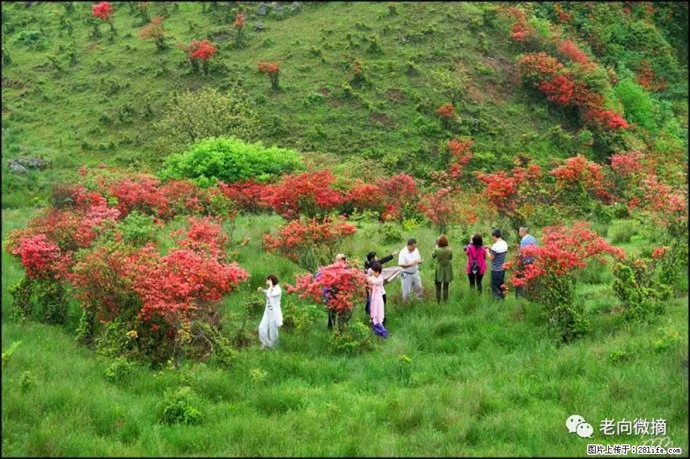 【春天，广西桂林灌阳县向您发出邀请！】宝盖山上映山红 - 游山玩水 - 梧州生活社区 - 梧州28生活网 wuzhou.28life.net