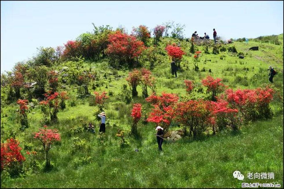 【春天，广西桂林灌阳县向您发出邀请！】宝盖山上映山红 - 游山玩水 - 梧州生活社区 - 梧州28生活网 wuzhou.28life.net