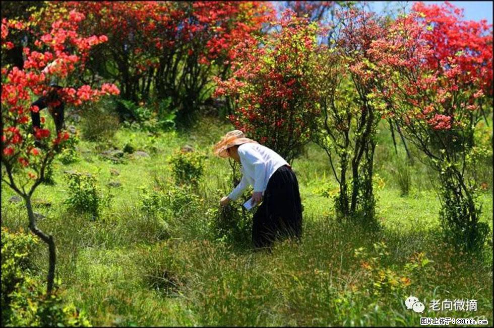 【春天，广西桂林灌阳县向您发出邀请！】宝盖山上映山红 - 游山玩水 - 梧州生活社区 - 梧州28生活网 wuzhou.28life.net