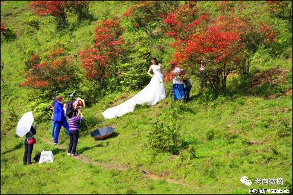 【春天，广西桂林灌阳县向您发出邀请！】宝盖山上映山红 - 游山玩水 - 梧州生活社区 - 梧州28生活网 wuzhou.28life.net