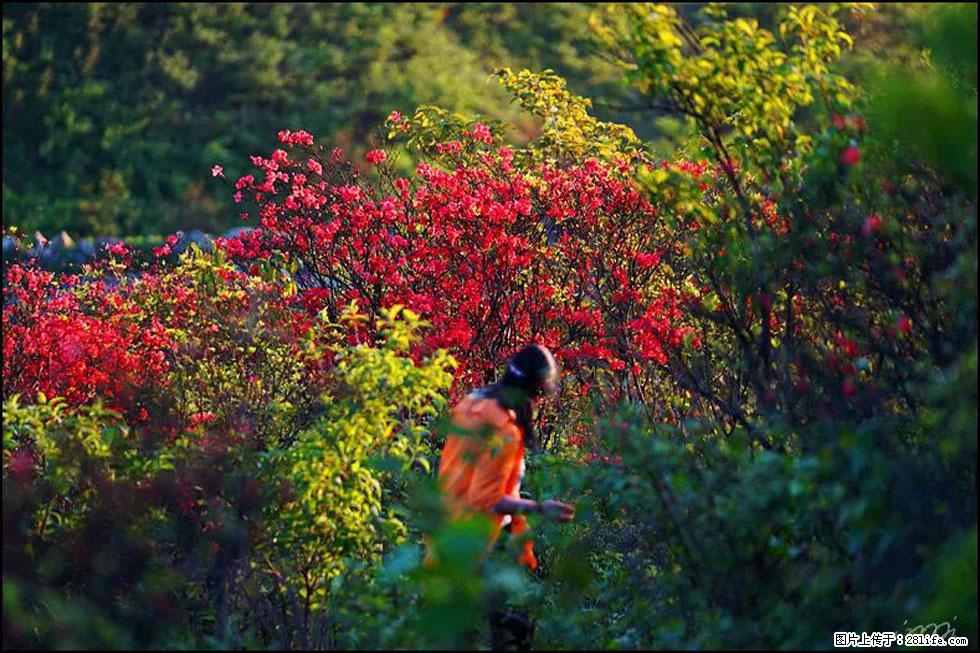 【春天，广西桂林灌阳县向您发出邀请！】春木界上映山红 - 游山玩水 - 梧州生活社区 - 梧州28生活网 wuzhou.28life.net