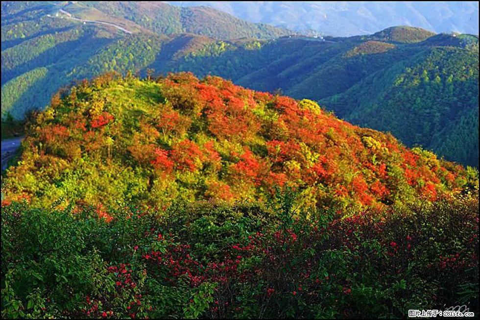 【春天，广西桂林灌阳县向您发出邀请！】春木界上映山红 - 游山玩水 - 梧州生活社区 - 梧州28生活网 wuzhou.28life.net