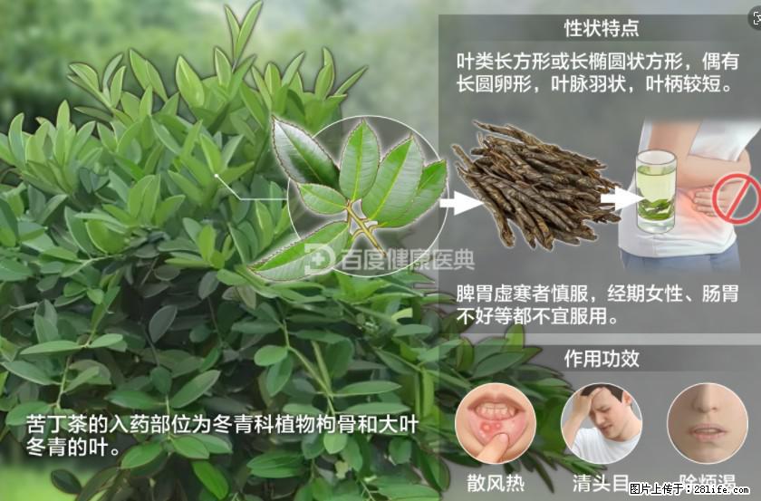 苦丁茶有哪些功效和作用 - 生活百科 - 梧州生活社区 - 梧州28生活网 wuzhou.28life.net