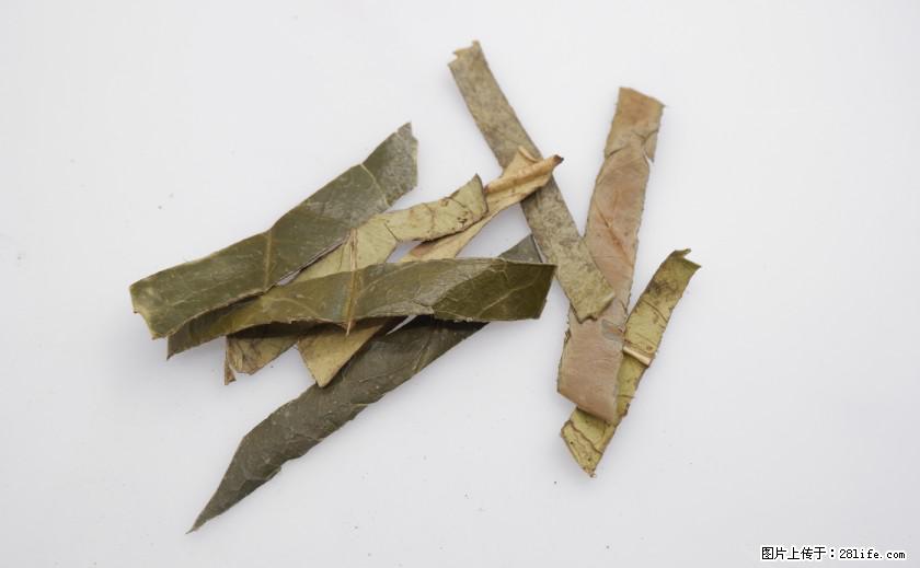 苦丁茶有哪些功效和作用 - 生活百科 - 梧州生活社区 - 梧州28生活网 wuzhou.28life.net