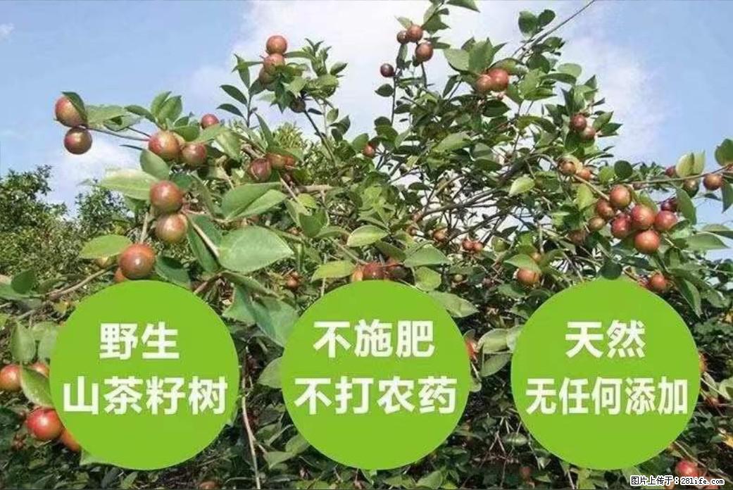 【灌阳县油茶产业示范区】一个有着充实的精神生活的人,对待身外之物自会有一种淡泊的态度 - 美食天地 - 梧州生活社区 - 梧州28生活网 wuzhou.28life.net