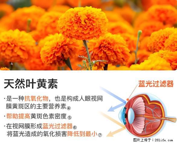 叶黄素有什么功效和作用 - 生活百科 - 梧州生活社区 - 梧州28生活网 wuzhou.28life.net