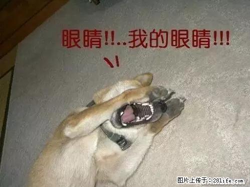 笑癫了!一女的怀孕三年未生,他终于忍不住了... - 娱乐八卦 - 梧州生活社区 - 梧州28生活网 wuzhou.28life.net