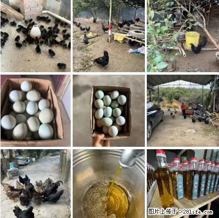 油茶园从小鸡仔开始养起的纯土鸡、土鸡蛋可以预定啦！还有前几天刚榨的纯山茶油哦 - 土特产 - 饮食特产 - 梧州分类信息 - 梧州28生活网 wuzhou.28life.net