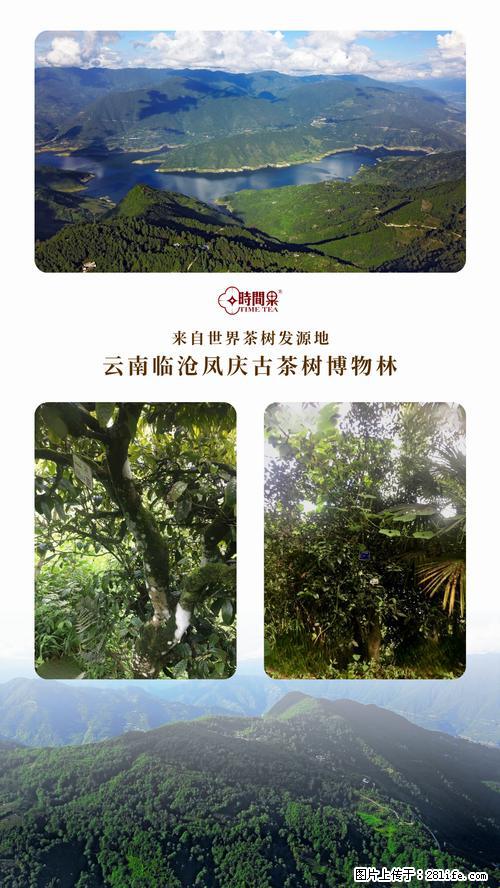 时间果百年古树2025年春红茶 - 购物交流 - 梧州生活社区 - 梧州28生活网 wuzhou.28life.net