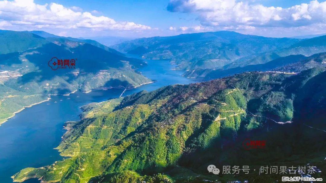 时间果百年古树龙珠普洱生茶 - 购物交流 - 梧州生活社区 - 梧州28生活网 wuzhou.28life.net