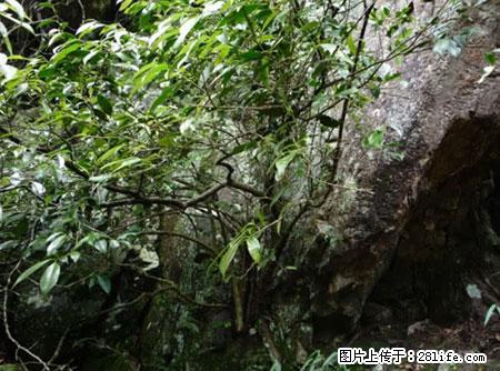 平乐石崖茶,珍贵仅次于金花茶 - 梧州生活资讯 - 梧州28生活网 wuzhou.28life.net