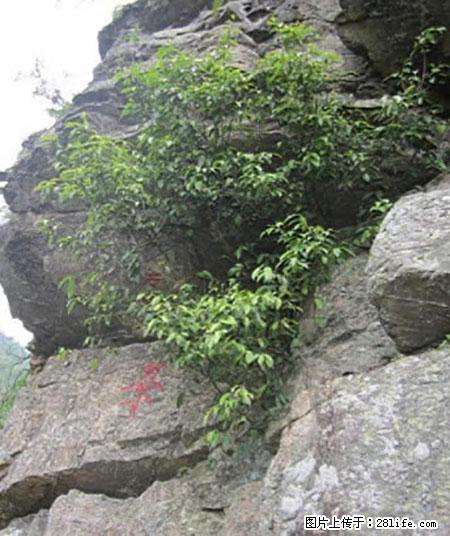 平乐石崖茶,珍贵仅次于金花茶 - 梧州生活资讯 - 梧州28生活网 wuzhou.28life.net