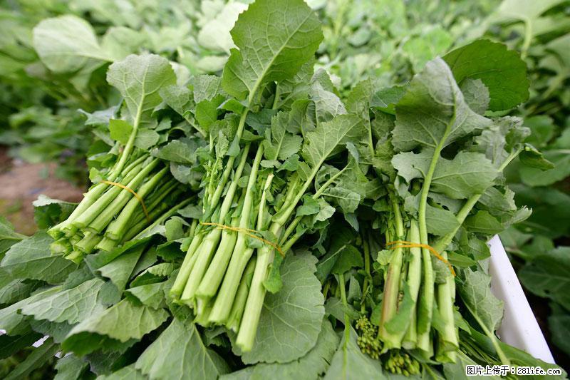 这些蔬菜是“天然钙片”，这6种被医生重点推荐 - 梧州生活资讯 - 梧州28生活网 wuzhou.28life.net